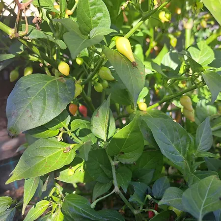 Apartman 1 By Interhome Russbach